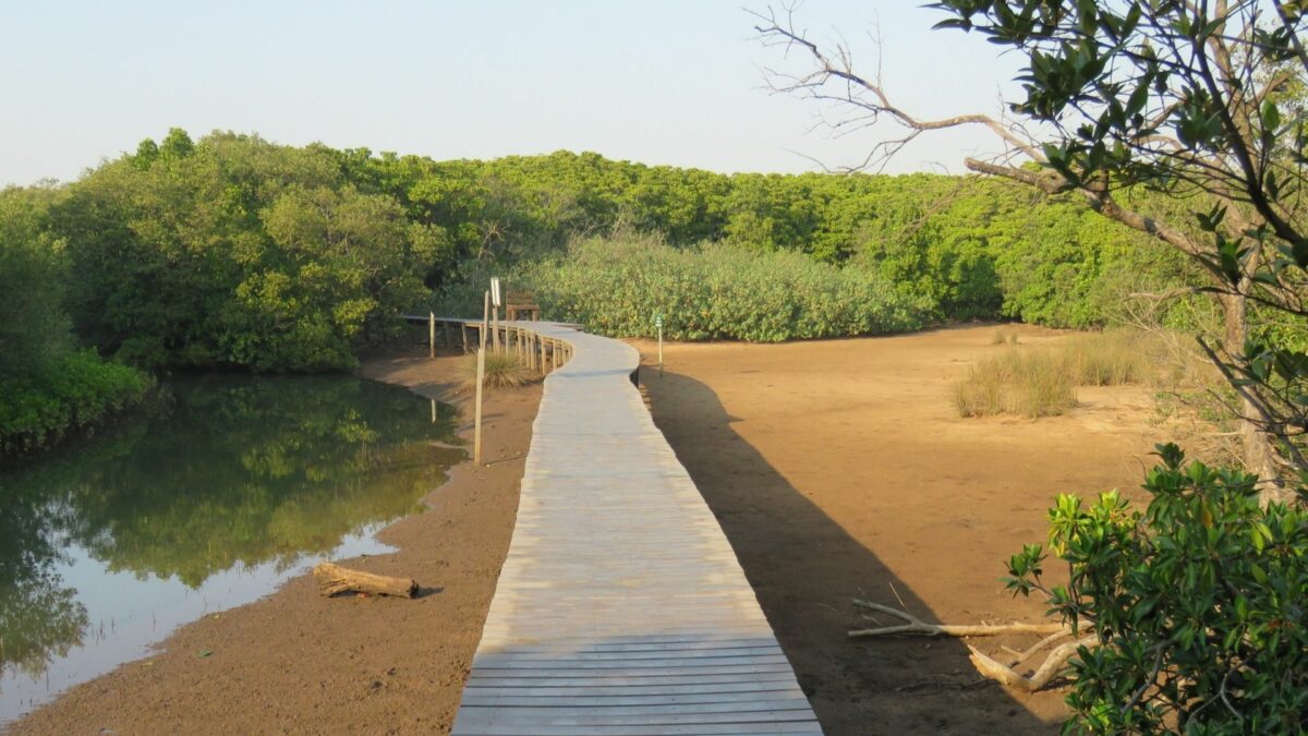 durban-and-surrounds-beachwood-mangroves-gobirding